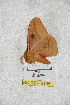  ( - BC-RBP 5195)  @12 [ ] Copyright (2011) Ron Brechlin Research Collection of Ron Brechlin