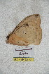  (Lonomia quintanarooensis - BC-RBP 5202)  @12 [ ] Copyright (2011) Ron Brechlin Research Collection of Ron Brechlin