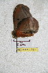  ( - BC-RBP 5219)  @12 [ ] Copyright (2011) Ron Brechlin Research Collection of Ron Brechlin