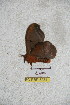  ( - BC-RBP 5234)  @12 [ ] Copyright (2011) Ron Brechlin Research Collection of Ron Brechlin