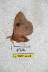  ( - BC-RBP 5251)  @13 [ ] Copyright (2011) Ron Brechlin Research Collection of Ron Brechlin