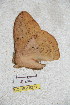  ( - BC-RBP 5271)  @13 [ ] Copyright (2011) Ron Brechlin Research Collection of Ron Brechlin