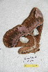  ( - BC-RBP 5282)  @12 [ ] Copyright (2011) Ron Brechlin Research Collection of Ron Brechlin