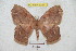  (Periga angcuscensis - BC-RBP 5387)  @14 [ ] Copyright (2010) Ron Brechlin Research Collection of Ron Brechlin