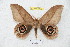  (Leucanella nyctimenoides - BC-RBP 5408)  @14 [ ] Copyright (2010) Ron Brechlin Research Collection of Ron Brechlin