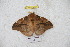  ( - BC-RBP 5437)  @12 [ ] Copyright (2010) Ron Brechlin Research Collection of Ron Brechlin