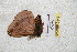  ( - BC-RBP 5446)  @12 [ ] Copyright (2010) Ron Brechlin Research Collection of Ron Brechlin