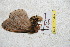  ( - BC-RBP 5447)  @12 [ ] Copyright (2010) Ron Brechlin Research Collection of Ron Brechlin