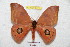  ( - BC-RBP 5471)  @14 [ ] Copyright (2010) Ron Brechlin Research Collection of Ron Brechlin