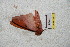  (Syssphinx bezverkhovi - BC-RBP 5507)  @12 [ ] Copyright (2010) Ron Brechlin Research Collection of Ron Brechlin