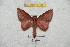  (Adeloneivaia peten - BC-RBP 5706)  @12 [ ] Copyright (2010) Ron Brechlin Research Collection of Ron Brechlin