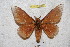  (Schausiella sanjuensis - BC-RBP 4562)  @13 [ ] Copyright (2010) Ron Brechlin Unspecified
