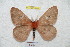  (Cerodirphia araguensis - BC-RBP 4808)  @14 [ ] Copyright (2010) Ron Brechlin Research Collection of Ron Brechlin