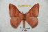  (Hirpida olgae - BC-RBP 4913)  @13 [ ] Copyright (2010) Ron Brechlin Research Collection of Ron Brechlin