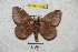  (Pseudodirphia pascodides - BC-RBP 4926)  @13 [ ] Copyright (2010) Ron Brechlin Research Collection of Ron Brechlin