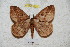  ( - BC-RBP 4935)  @14 [ ] Copyright (2010) Ron Brechlin Research Collection of Ron Brechlin