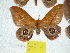  (Leucanella contempta sacha - BC-HKT 0009)  @11 [ ] Copyright (2011) Ron Brechlin Research Collection of Ron Brechlin