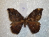  (Janiodes lavmilagro - BC-HKT 0150)  @13 [ ] Copyright (2012) Ron Brechlin Research Collection of Ron Brechlin