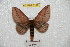  (Anisota suprema - BC-RBP 6212)  @12 [ ] Copyright (2010) Ron Brechlin Research Collection of Ron Brechlin