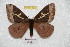  (Dirphia centralis - BC-RBP 6229)  @14 [ ] Copyright (2010) Ron Brechlin Research Collection of Ron Brechlin