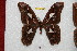  (Rothschildia orizaba orizaba - BC-RBP 6247)  @13 [ ] Copyright (2010) Ron Brechlin Research Collection of Ron Brechlin