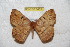  (Periga altomoronensis - BC-RBP 6455)  @13 [ ] Copyright (2012) Ron Brechlin Research Collection of Ron Brechlin