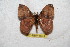  (Hylesia rufex - BC-RBP 6534)  @14 [ ] Copyright (2012) Ron Brechlin Research Collection of Ron Brechlin