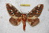  (Citheronia arteagana - BC-RBP 6557)  @14 [ ] Copyright (2012) Ron Brechlin Research Collection of Ron Brechlin