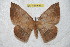  (Periga mariposana - BC-RBP 6562)  @15 [ ] Copyright (2012) Ron Brechlin Research Collection of Ron Brechlin
