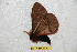  (Cerodirphia flavoscripta - BC-RBP 6591)  @14 [ ] Copyright (2012) Ron Brechlin Research Collection of Ron Brechlin