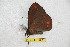  ( - BC-RBP 6592)  @12 [ ] Copyright (2012) Ron Brechlin Research Collection of Ron Brechlin