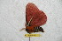  (Cerodirphia sinjaevi - BC-RBP 6701)  @12 [ ] Copyright (2012) Ron Brechlin Research Collection of Ron Brechlin
