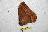  ( - BC-RBP 6721)  @12 [ ] Copyright (2012) Ron Brechlin Research Collection of Ron Brechlin