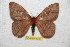  (Cerodirphia amamartinensis - BC-RBP 6787)  @12 [ ] Copyright (2012) Ron Brechlin Research Collection of Ron Brechlin