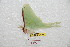  (Actias vanschaycki - BC-RBP 6893)  @12 [ ] Copyright (2012) Ron Brechlin Research Collection of Ron Brechlin