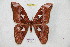  (Rothschildia aurota auromeridensis - BC-RBP 6980)  @15 [ ] Copyright (2012) Ron Brechlin Research Collection of Ron Brechlin