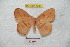  (Periga aurantiaca - BC-RBP 7081)  @14 [ ] Copyright (2012) Ron Brechlin Research Collection of Ron Brechlin