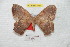  (Periga angpapallacta - BC-RBP 7084)  @13 [ ] Copyright (2012) Ron Brechlin Research Collection of Ron Brechlin