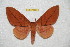  (Rachesa cocodrilensis - BC-RBP 7364)  @13 [ ] Copyright (2013) Ron Brechlin Research Collection of Ron Brechlin