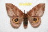  (Automeris atrolimbata - BC-RBP 7410)  @15 [ ] Copyright (2013) Ron Brechlin Research Collection of Ron Brechlin