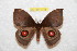  (Gamelia cusciettei - BC-RBP 7415)  @14 [ ] Copyright (2013) Ron Brechlin Research Collection of Ron Brechlin