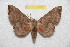  (Laothoe habeli - BC-RBP 7500)  @14 [ ] Copyright (2013) Ron Brechlin Research Collection of Ron Brechlin