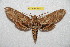  (Manduca afflicta hispaniolana - BC-RBP 7504)  @11 [ ] Copyright (2013) Ron Brechlin Research Collection of Ron Brechlin