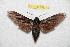  (Sphinx formosana - BC-RBP 7517)  @11 [ ] Copyright (2013) Ron Brechlin Research Collection of Ron Brechlin