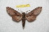  (Sphinx yunnana - BC-RBP 7518)  @11 [ ] Copyright (2013) Ron Brechlin Research Collection of Ron Brechlin