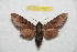 (Sphinx thailandica - BC-RBP 7521)  @11 [ ] Copyright (2013) Ron Brechlin Research Collection of Ron Brechlin