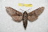  (Hyloicus brunnescens - BC-RBP 7527)  @14 [ ] Copyright (2013) Ron Brechlin Research Collection of Ron Brechlin