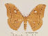  (Antheraea gentingensis - BC-RBP 12340)  @11 [ ] copyright (2022) Ron Brechlin Research Collection of Ron Brechlin