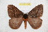  (Pseudodirphia romanovi - BC-RBP 10546)  @13 [ ] Copyright (2017) Ron Brechlin Research Collection of Ron Brechlin