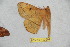  (Periga sumacensis - BC-RBP 10599)  @11 [ ] Copyright (2017) Ron Brechlin Research Collection of Ron Brechlin